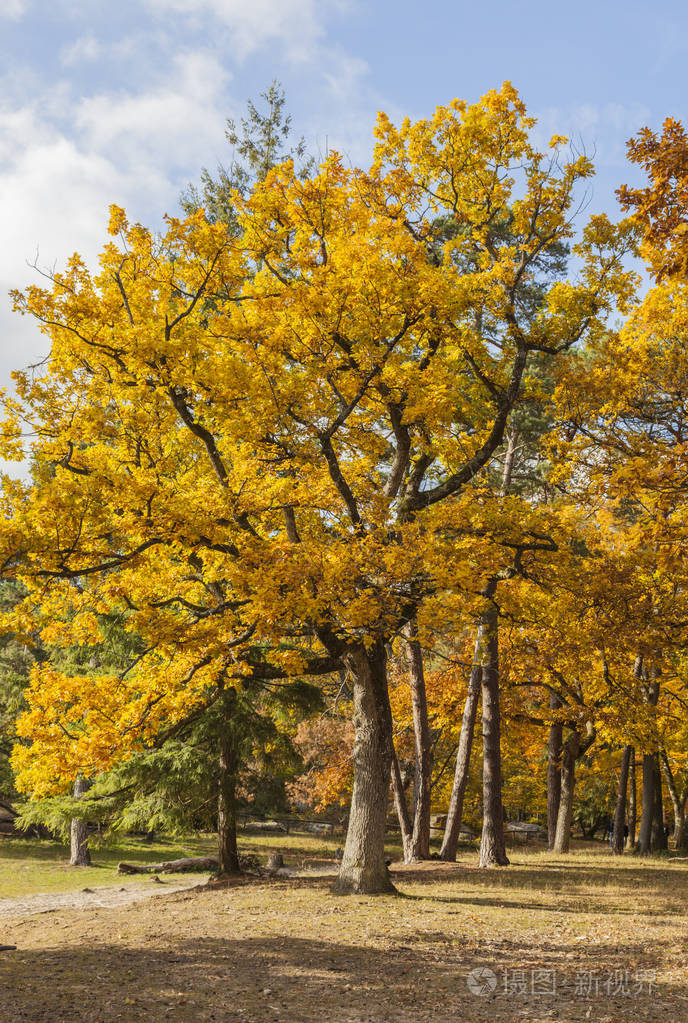 秋天美丽的黄色森林的形象