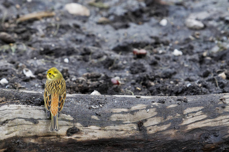 Yellowhammer 黄喉鹀 citrinella。鸟坐