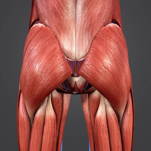 人体臀部肌肉的多彩医学例证