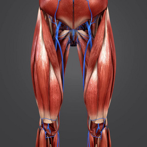 人体肌肉与髋静脉的彩色医学例证