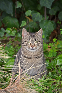 欧洲野生猫