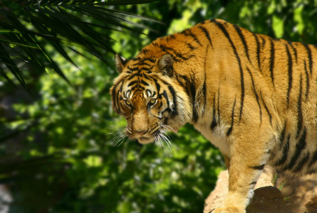 在红外波段的老虎图片