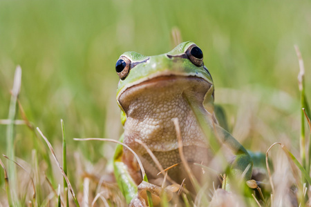 在草地上绿色的小青蛙图片