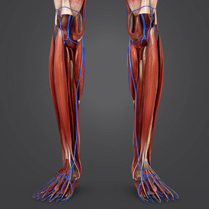 人体腿部肌肉与静脉的彩色医学例证