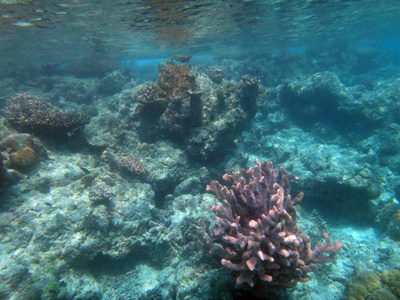 海洋生物香槟湾, 埃斯皮里图, 瓦努阿图