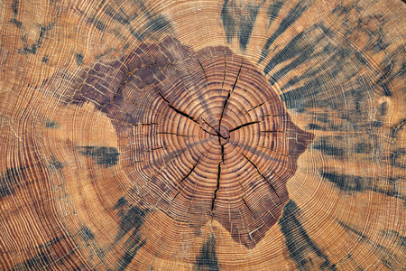 树树干的年轮照片