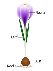 紫色番红花植物部分的插图