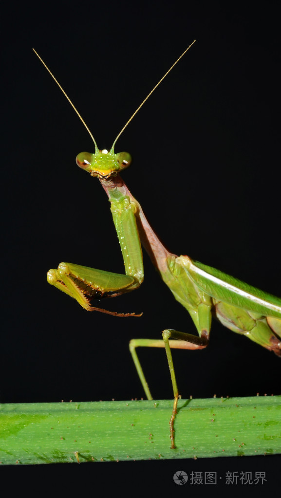 螳螂肖像
