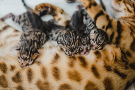 bengalcats 小猫舍