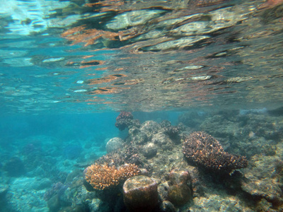 海洋生物香槟湾, 埃斯皮里图, 瓦努阿图