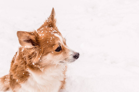 雪中狗特写的画像