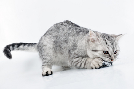 苏格兰的灰色小猫年轻灰色白色苏格兰小猫玩照片