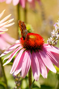 松果菊朵花上的蝴蝶图片