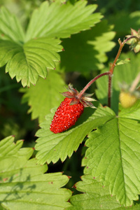 野草莓