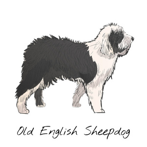 古英国牧羊犬插画绘画风格
