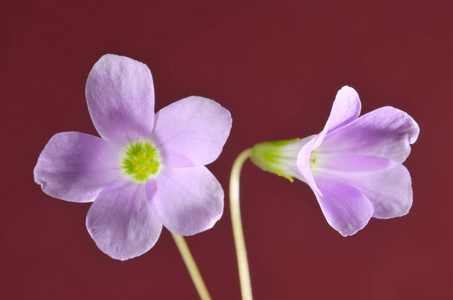 美丽的花朵花瓣图片