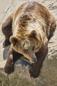 棕熊坐在岩石上。野生动物环境。动物园