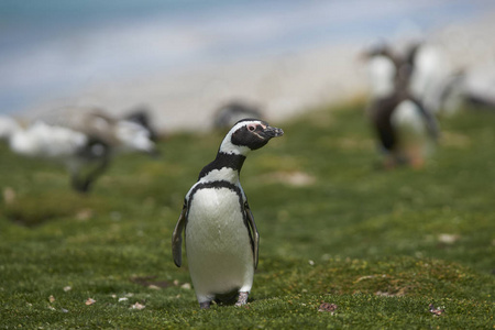 麦哲伦企鹅 Spheniscus magellanicus 从福克兰群岛的海岸向内陆驶去。