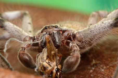 澳大利亚大蜘蛛 Holconia morraensis