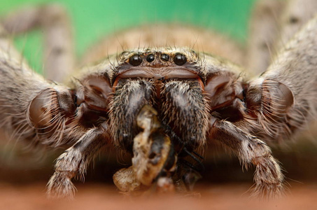 澳大利亚大蜘蛛 Holconia morraensis
