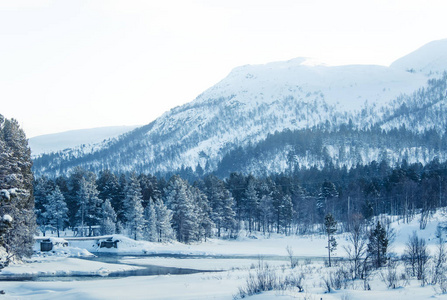 美丽的冰冻河上有一棵树在河岸上。挪威中部的白色冬天风景。灯光风光