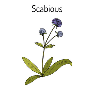 Scabious Succisa 禾, 或魔鬼位, 药用植物