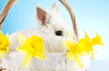 复活节.假期。兔子和复活节彩蛋