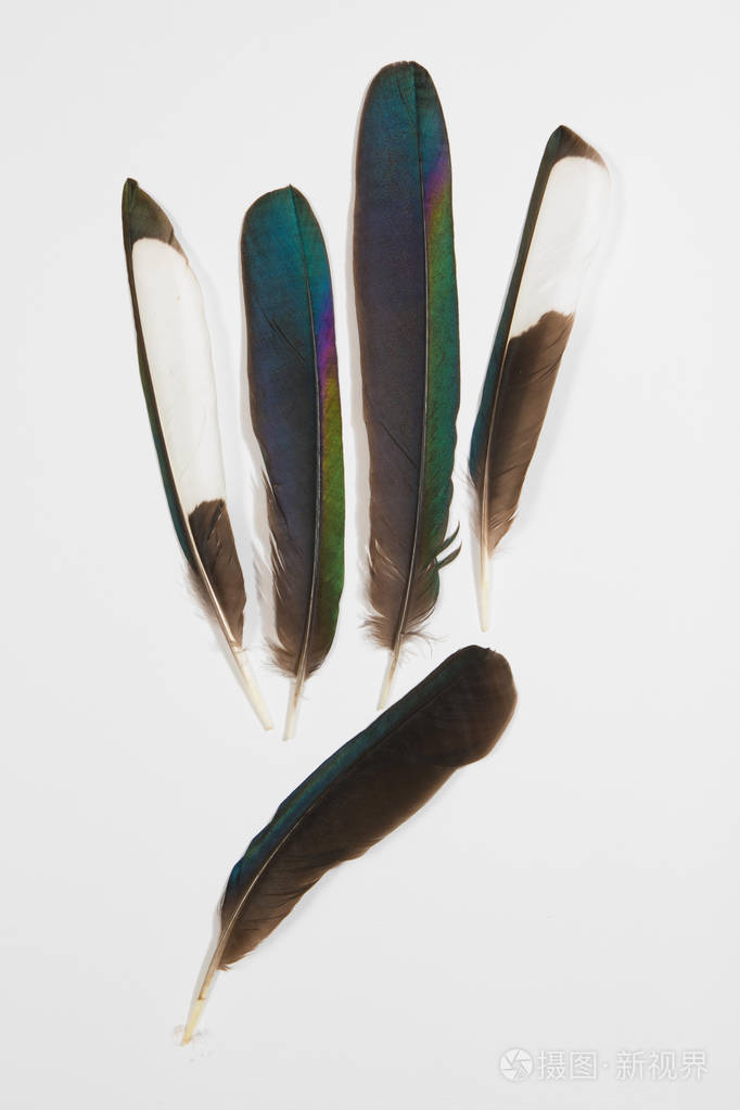 喜鹊的羽毛, 异食癖照片-正版商用图片04370o-摄图新视界