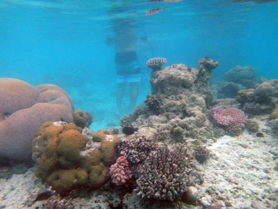 海洋生物香槟湾, 埃斯皮里图, 瓦努阿图