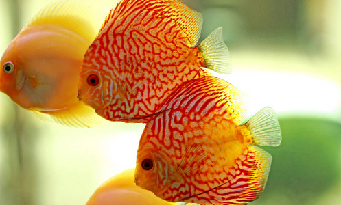 特写的图案鱼游泳图片