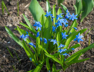 花园里新鲜的大春天的蓝色花朵