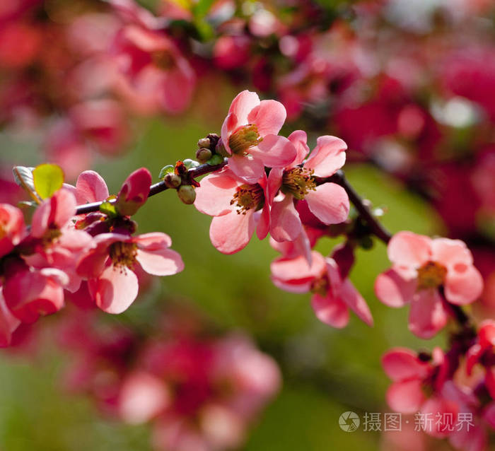 2月达芙妮达芙妮mezereum戟月桂特写