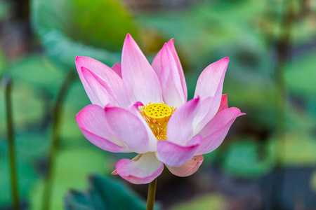 盛开的粉红色的百合粉红色莲花盛开或池塘里的水中百合花开照片