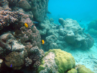 海洋生物香槟湾, 埃斯皮里图, 瓦努阿图