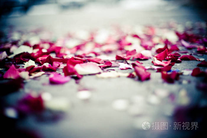 玫瑰花瓣躺在地面上拍摄的短景深