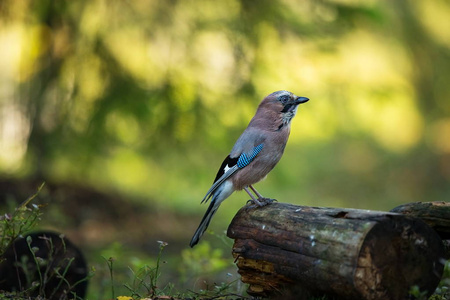 Garrulus glandarius中型鸟。芬兰的性质。阿在芬兰。鸟在树