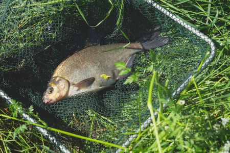 大自然中的新鲜活动草地上的大型淡水鱼绿色草地背景上的大鱼