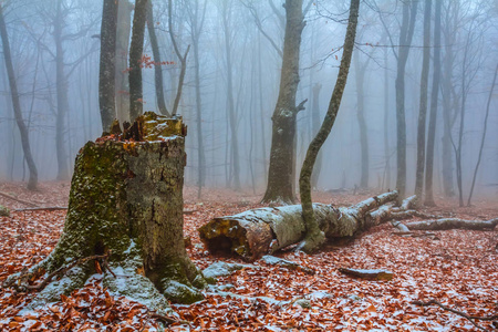 秋天山毛榉森林场面在蓝色薄雾