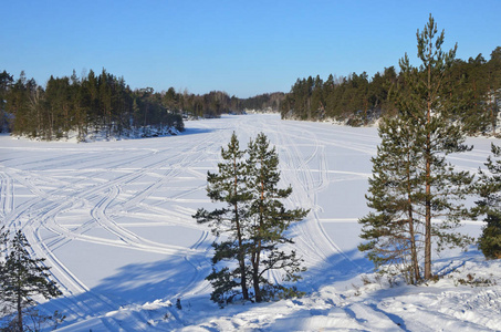 俄罗斯, Ladozhskoye 湖岸边的松树在阳光明媚的天气里