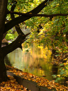河边山水与老滨水秋树图片