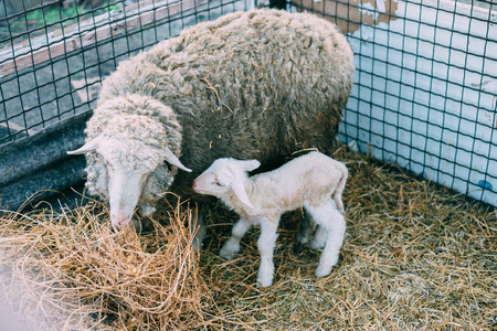 羊生了一只小羊羔。