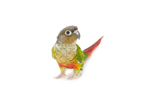 白底绿颊 conure 鸟