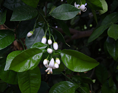 柑橘花的特写图片