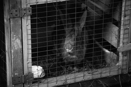 兔子在被锁的细胞里