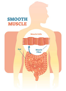 平滑肌矢量图示图, 人体肠道解剖方案