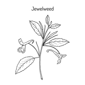 熊蜂凤仙花图片-熊蜂凤仙花素材-熊蜂凤仙花插画-摄图新视界
