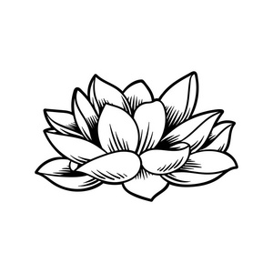 日本传统风格花莲花的插图设计