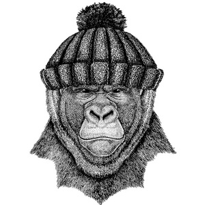 大猩猩, 猴子, 猿酷动物戴针织冬帽。保暖头饰豆帽圣诞帽纹身, t恤, 徽章, 徽章, 标志, 补丁
