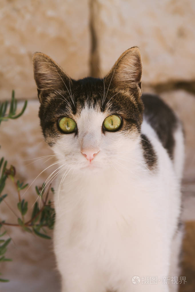 大眼睛看直的猫