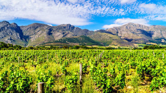 南非西部海角开普敦河谷的 Winelands 角葡萄园, 四周环绕 Drakenstein 山脉